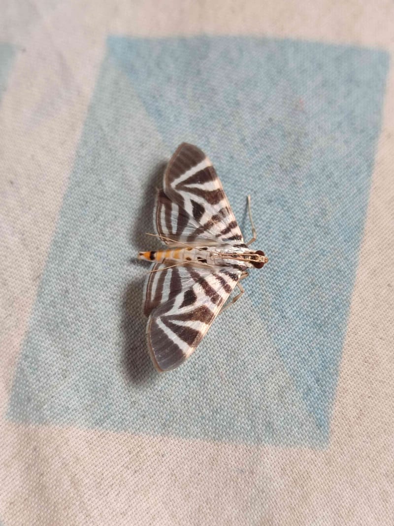 Polilla de la bandera (Glyphodes sibillalis) - Glyphodes sibillalis